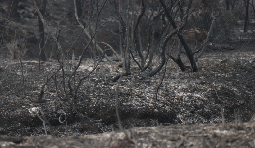 Orman yangınında alevlerin arasında kaldı