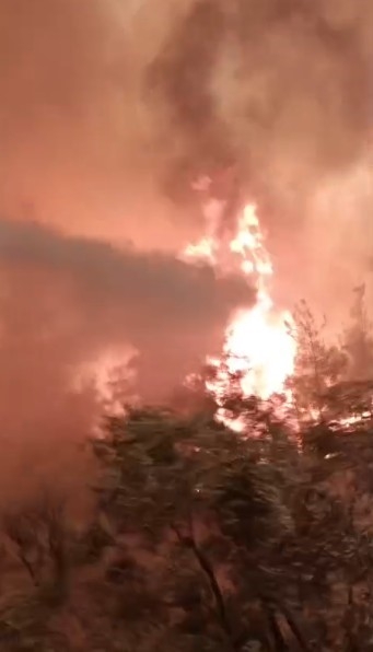 Orman yangınından yürek yakan görüntüler