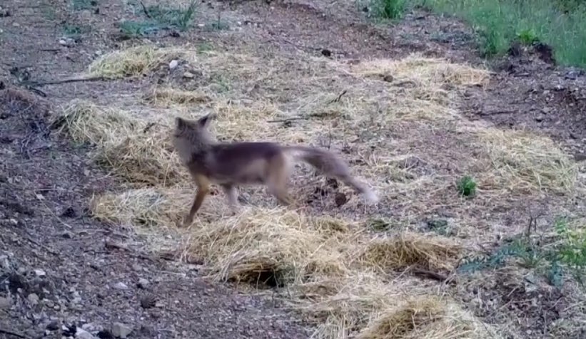 Ormanlarda ki yaşam foto kapanlarla izleniyor