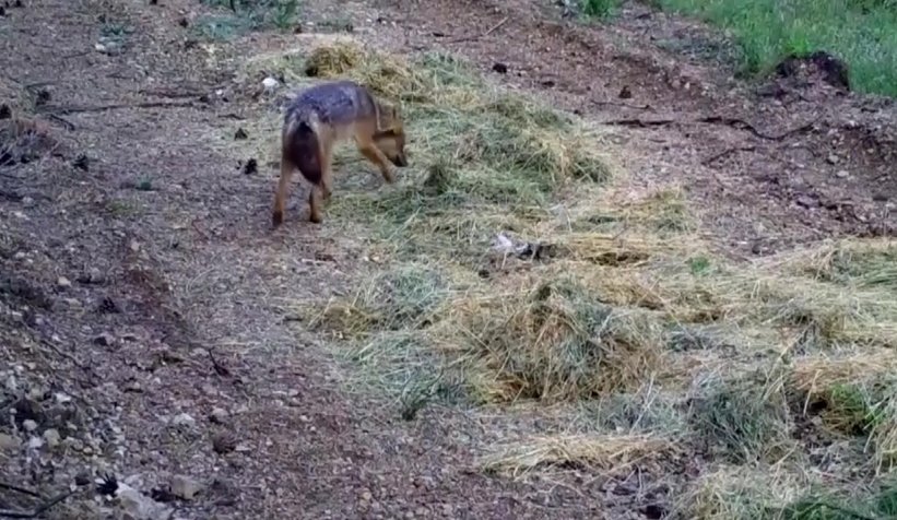 Ormanlarda ki yaşam foto kapanlarla izleniyor