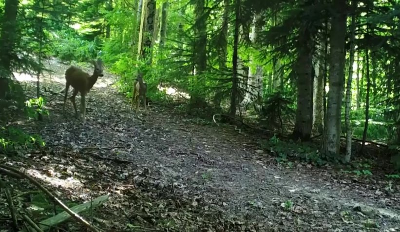 Ormanlarda ki yaşam foto kapanlarla izleniyor