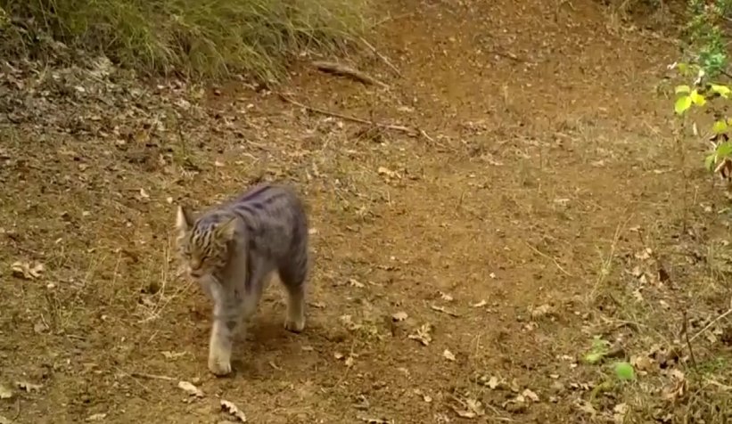 Ormanlarda ki yaşam foto kapanlarla izleniyor