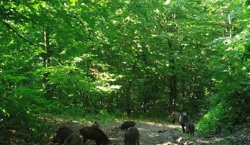 Ormanlarda ki yaşam foto kapanlarla izleniyor