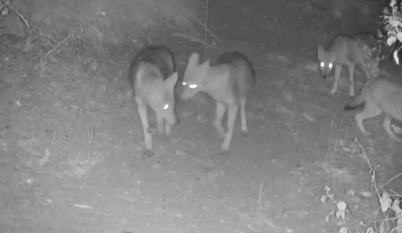 Ormanlarda ki yaşam foto kapanlarla izleniyor