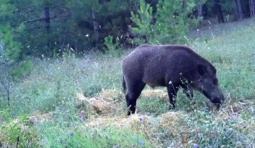 Ormanlarda ki yaşam foto kapanlarla izleniyor
