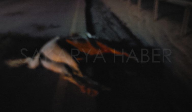 Otomobil ata çarptı