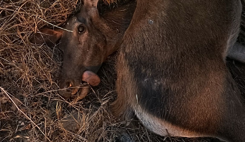 Otomobil geyiğe çarptı