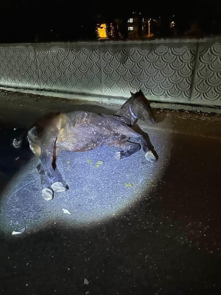  Otomobilin çarptığı at yaralandı