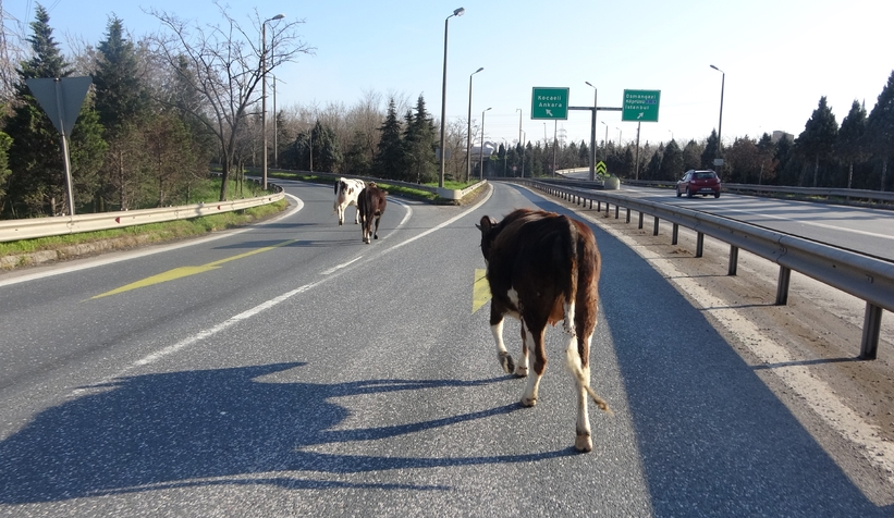 Otoyola giren büyükbaşlar ortalığı birbirine kattı