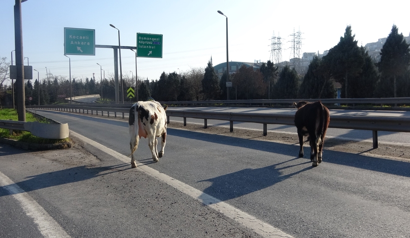 Otoyola giren büyükbaşlar ortalığı birbirine kattı