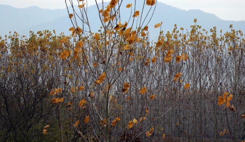 Otoyolda hız kesen manzara
