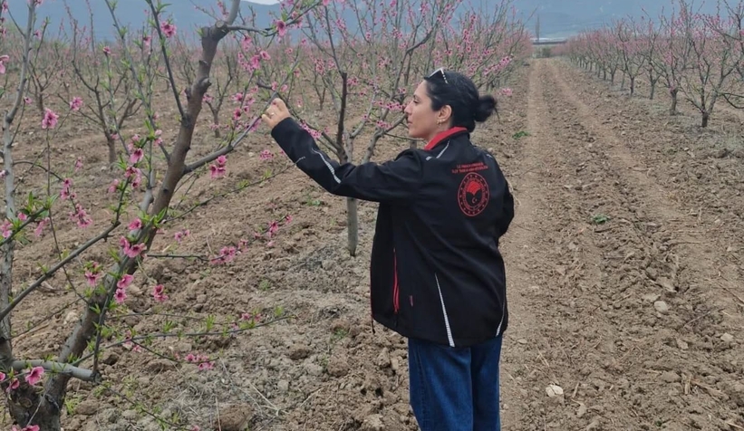 Pamukova'da meyve bahçelerini don vurdu