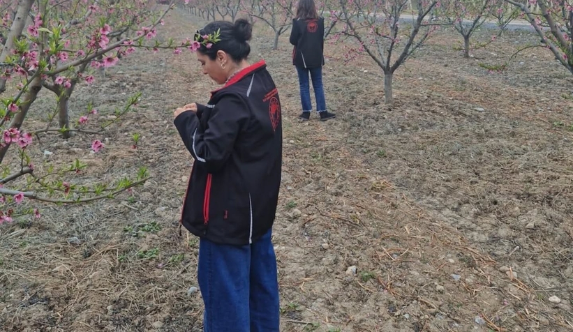 Pamukova'da meyve bahçelerini don vurdu