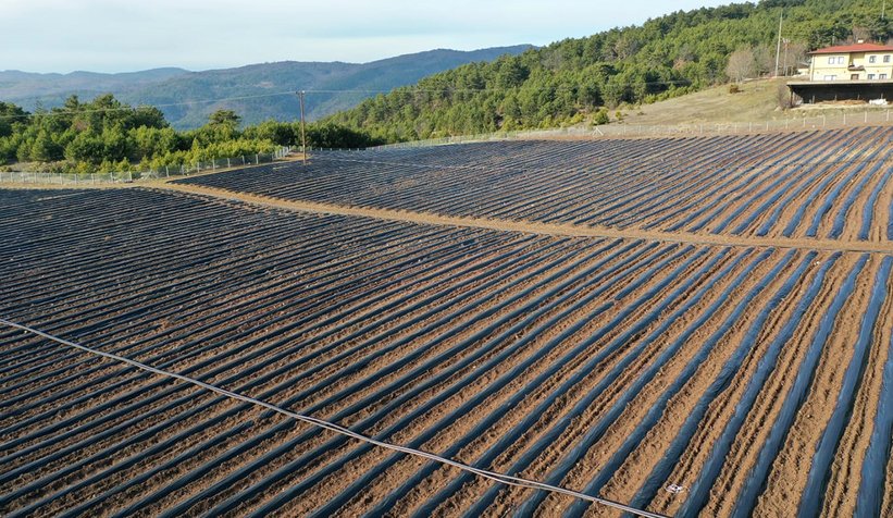Pamukova’da çilek fideleri toprakla buluşuyor