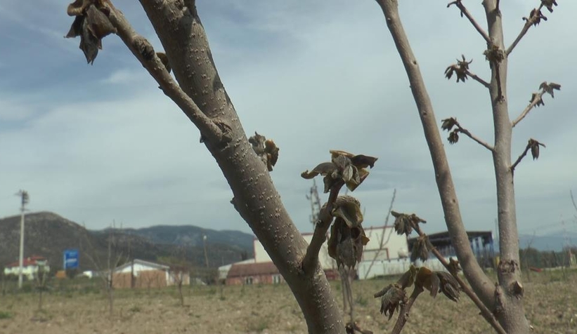 Pamukovalı çiftçinin zararı büyük