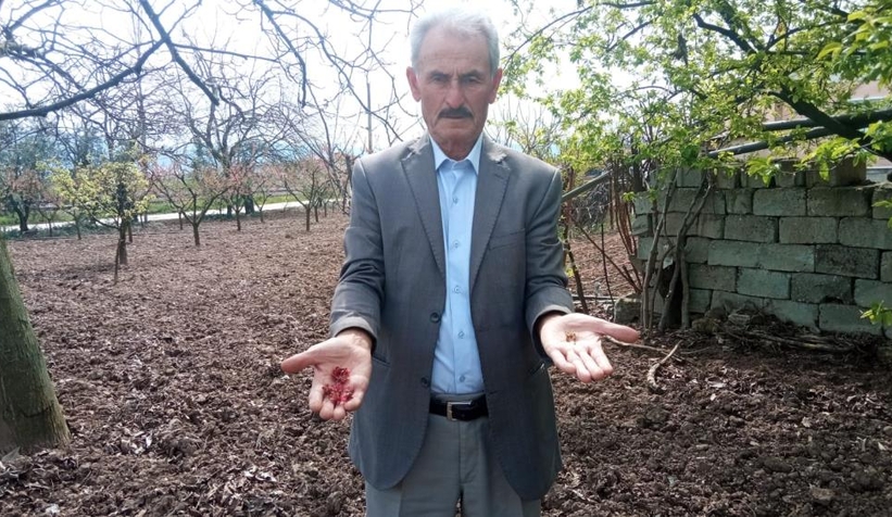 Pamukovalı çiftçinin zararı büyük