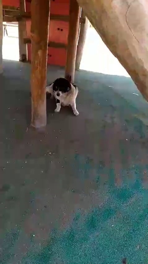 parkta-sokak-kopegi-dehseti-kucuk-kizi-isirdiwvphttdiwj