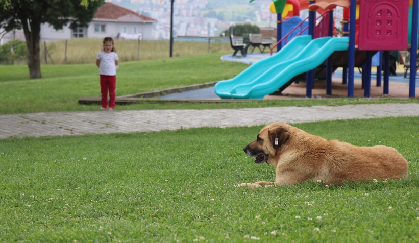 parkta-sokak-kopegi-dehseti-kucuk-kizi-isirdiwvphttdiwj