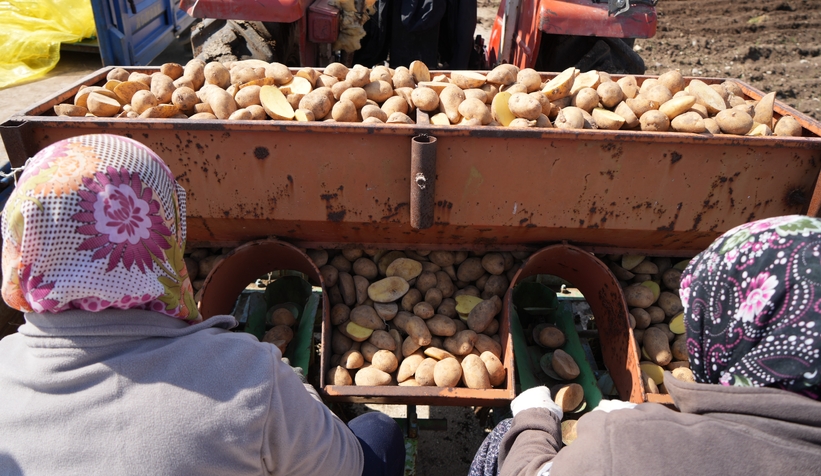 Patates diyarında çiftçiler ekim mesaisinde