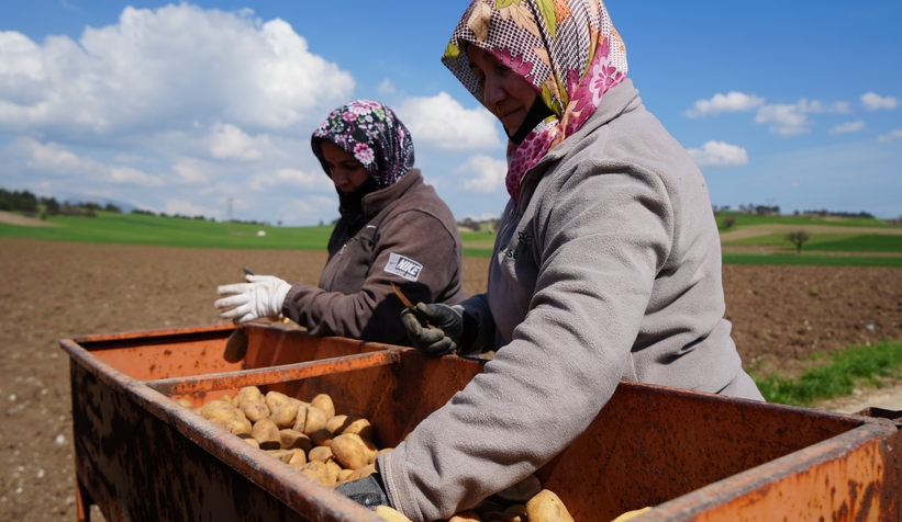 Patates diyarında çiftçiler ekim mesaisinde