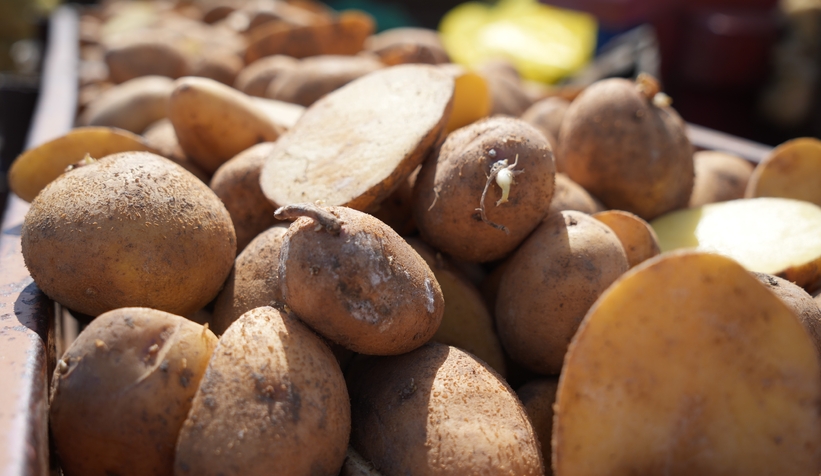 Patates diyarında çiftçiler ekim mesaisinde