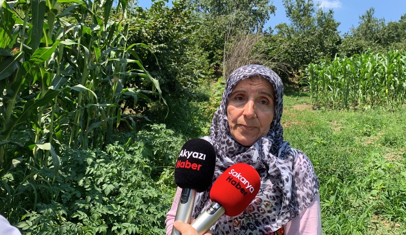  Patates domatese benzer meyve vermişti, uzmanı uyardı zehirli