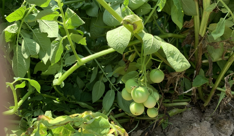  Patates domatese benzer meyve vermişti, uzmanı uyardı zehirli