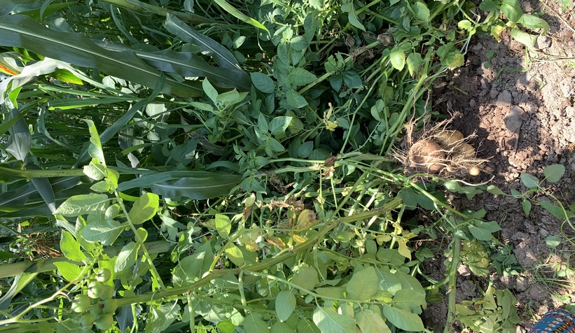  Patates domatese benzer meyve vermişti, uzmanı uyardı zehirli