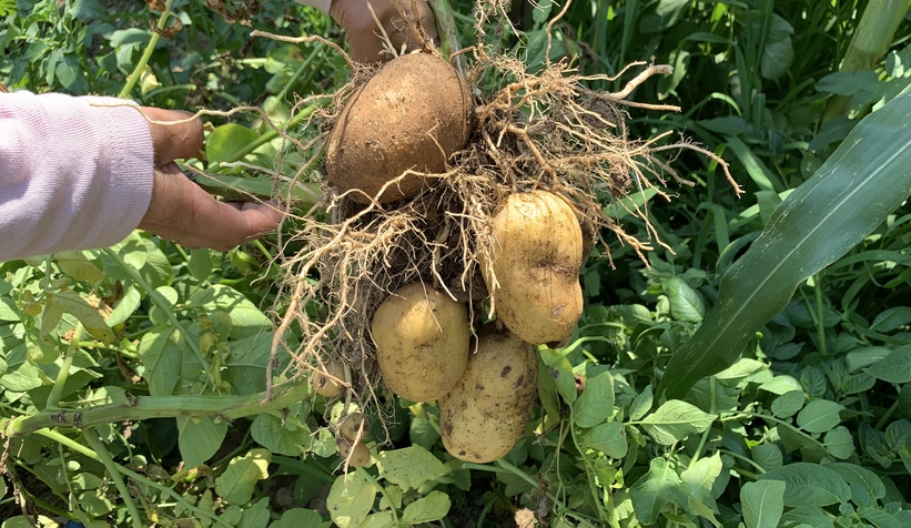  Patates domatese benzer meyve vermişti, uzmanı uyardı zehirli