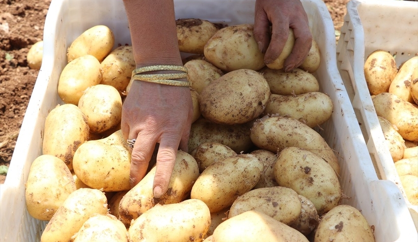 Patates tarladan 9 liradan satılıyor