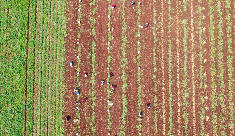 Patates tarladan 9 liradan satılıyor