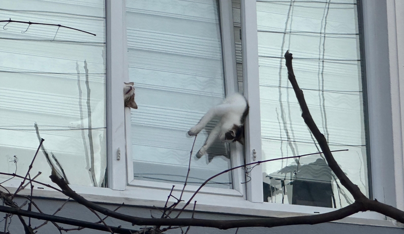 Pencereye sıkışan kediler öldü