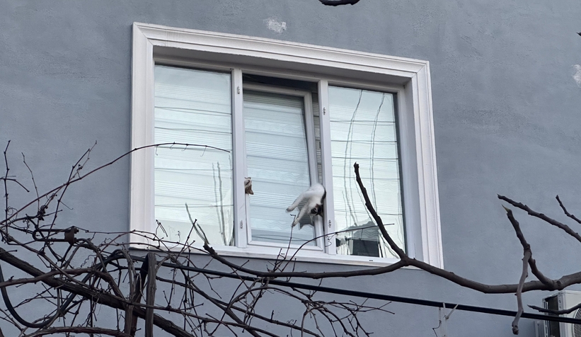 Pencereye sıkışan kediler öldü