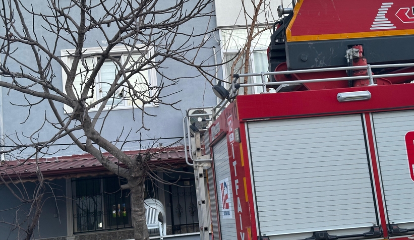 Pencereye sıkışan kediler öldü