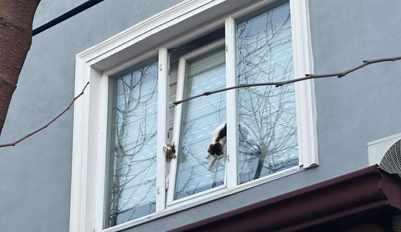 Pencereye sıkışan kediler öldü