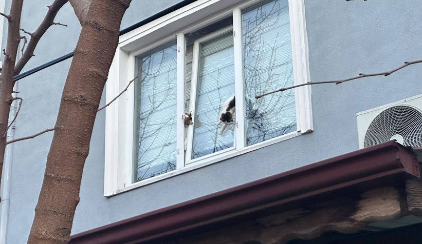 Pencereye sıkışan kediler öldü