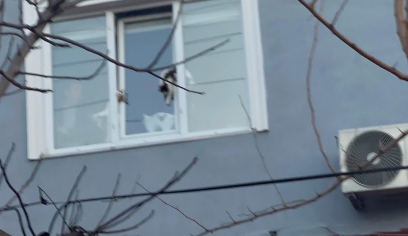 Pencereye sıkışan kediler öldü