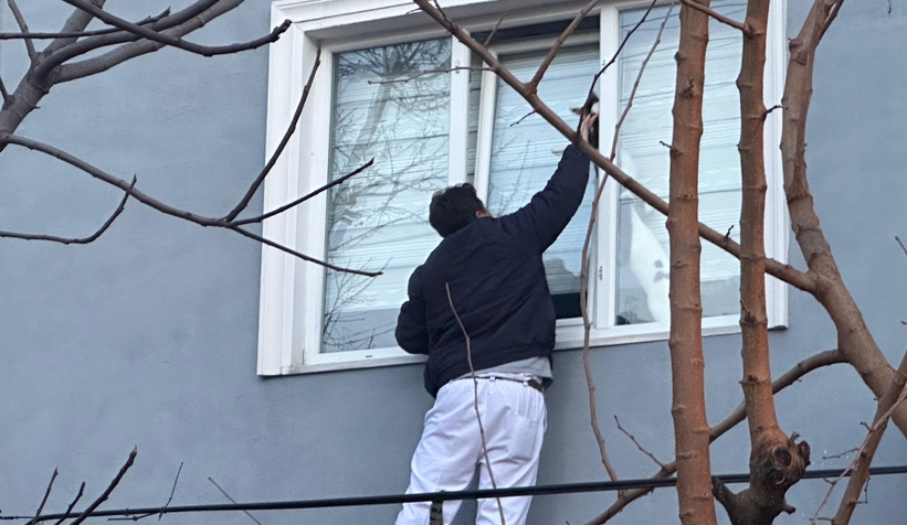 Pencereye sıkışan kediler öldü