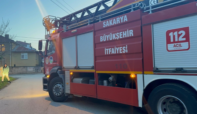 Pencereye sıkışan kediler öldü