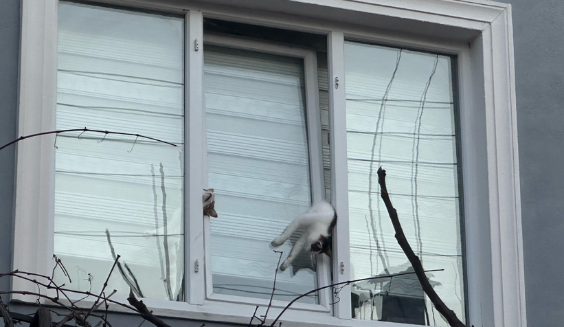 Pencereye sıkışan kediler öldü