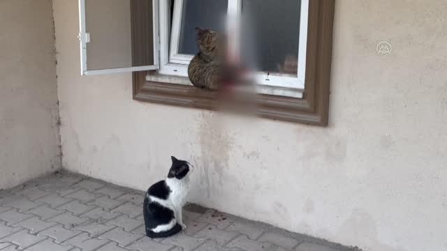 Pencereye sıkışan kedinin başından ayrılmadı