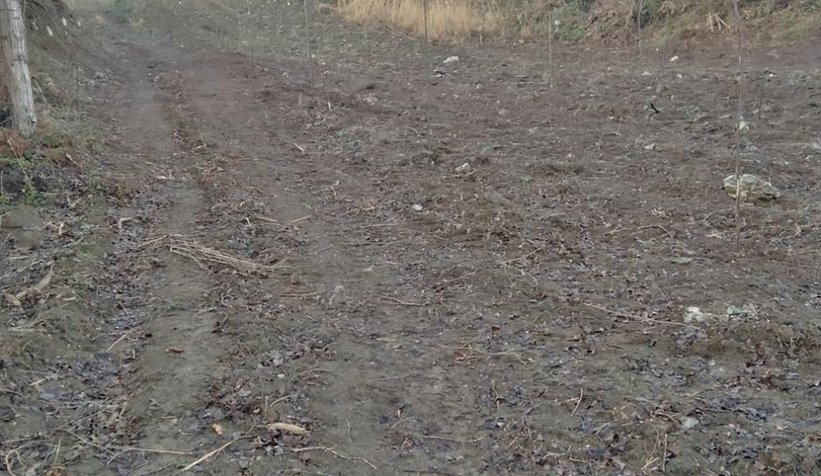 Pes dedirten olay; Ekilen fidanları çaldılar