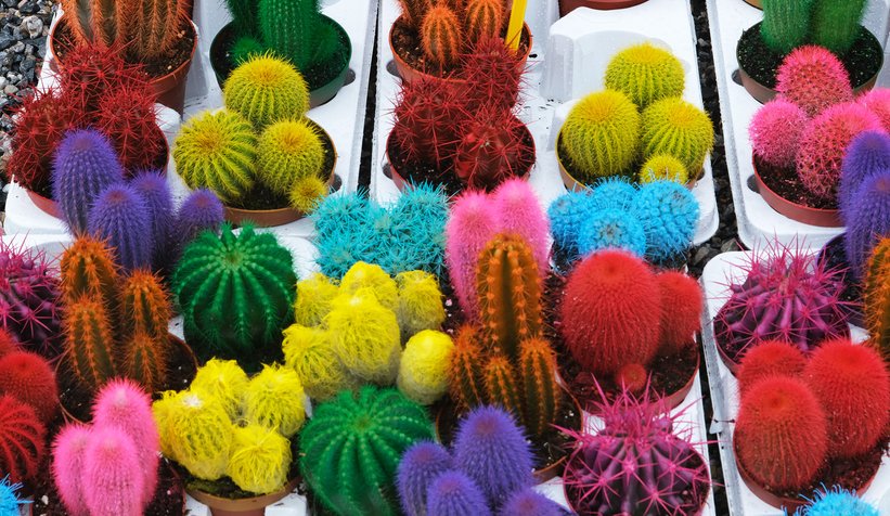 Peyzaj sektörünün kalbi, Sapanca’da attı