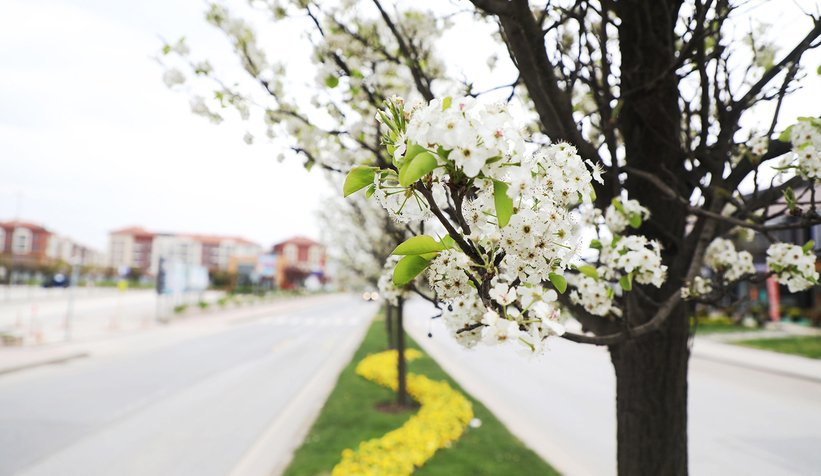 Peyzaj uygulamaları şehre estetik katacak