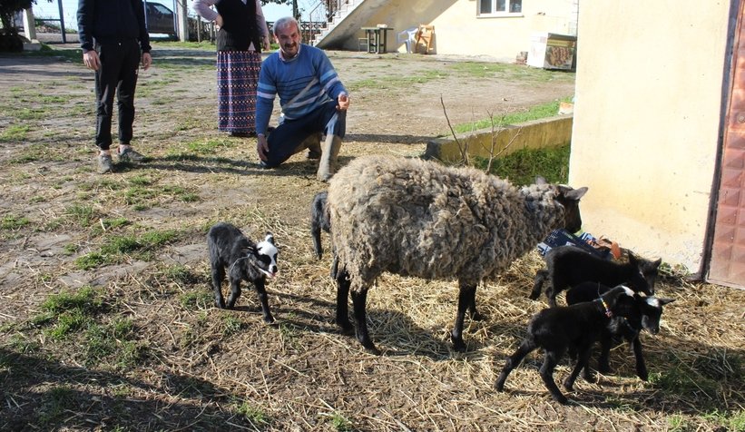 Pide ustası salgında koyun yetiştiricisi oldu