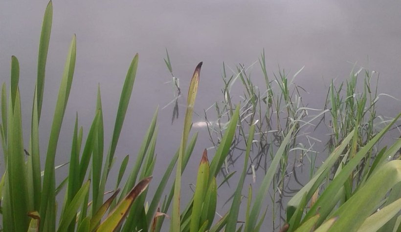 Pikniğe giden Akyazılı aile büyük şok yaşadı