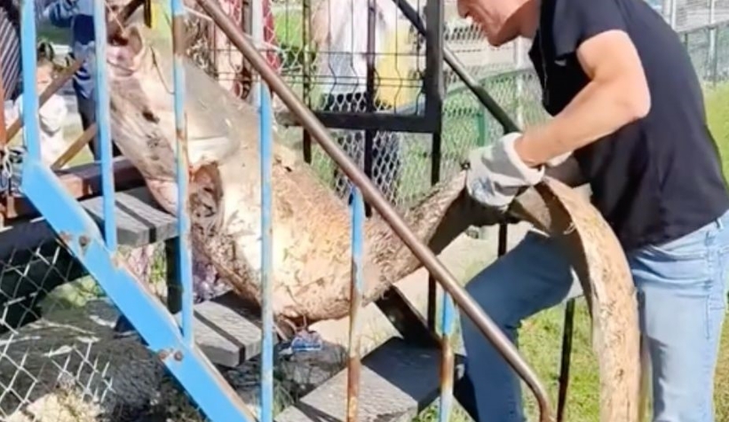 piknikte-50-kiloluk-yayin-yakaladiqkjpcle0me