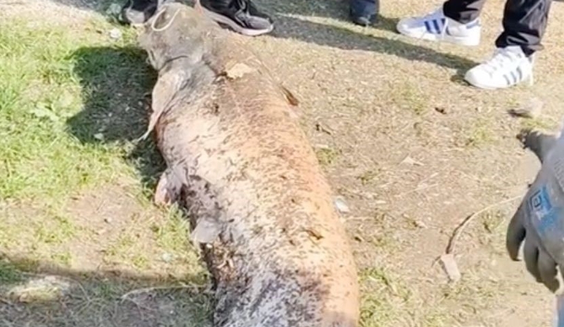 piknikte-50-kiloluk-yayin-yakaladiqkjpcle0me