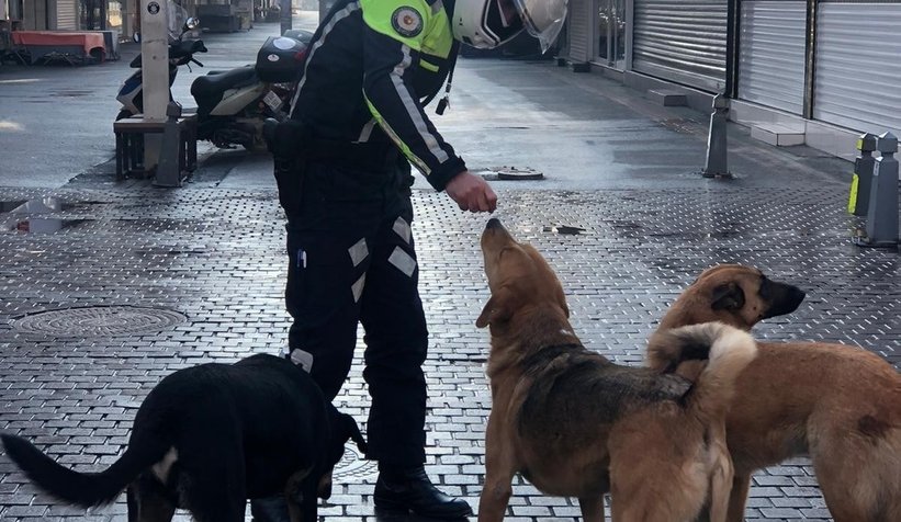 Polisler sokak hayvanlarını besledi