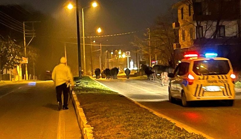 Polisten firari inek operasyonu!